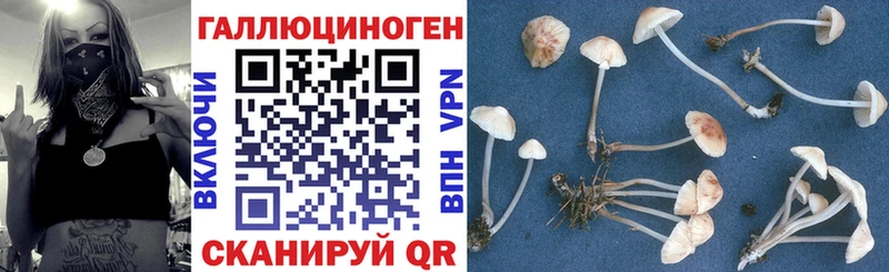 Псилоцибиновые грибы Psilocybe  Нахабино 